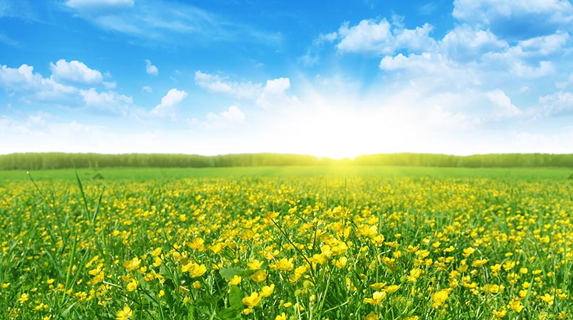 Energy Efficient Windows by Spartan